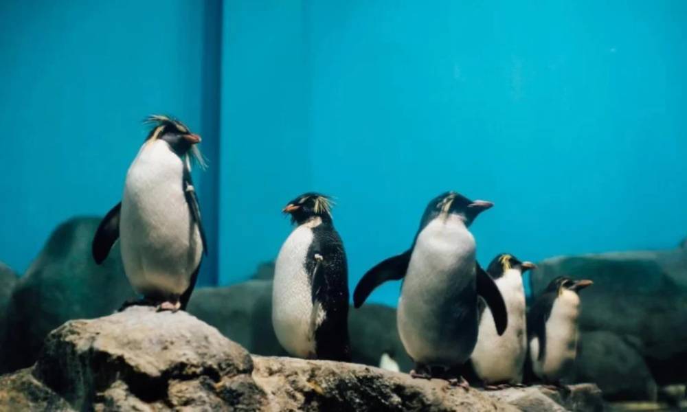 Chim cánh cụt Rockhopper