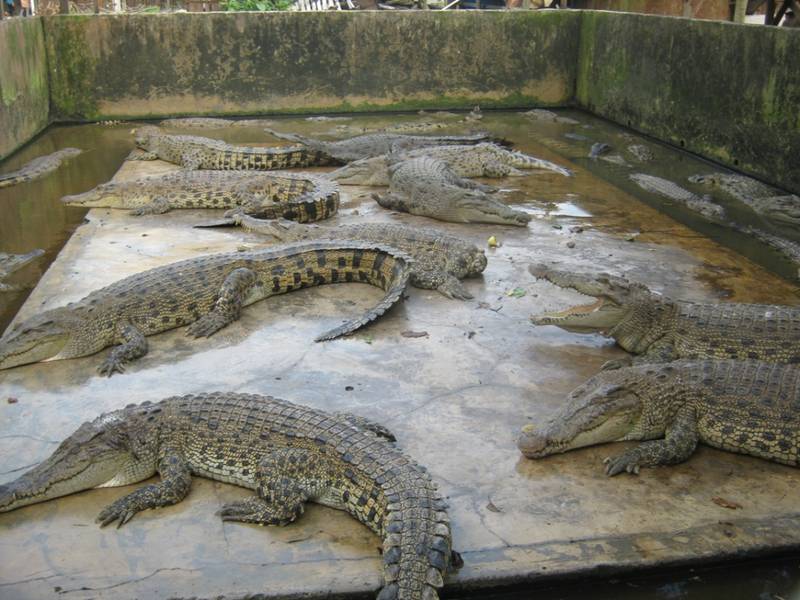 Daya Tarik Wisata Penangkaran Buaya