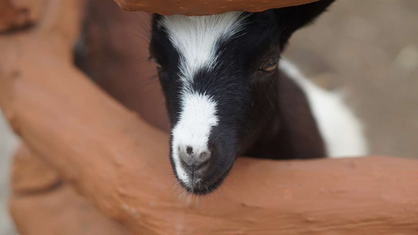 Kambing di Taman Safari Solo