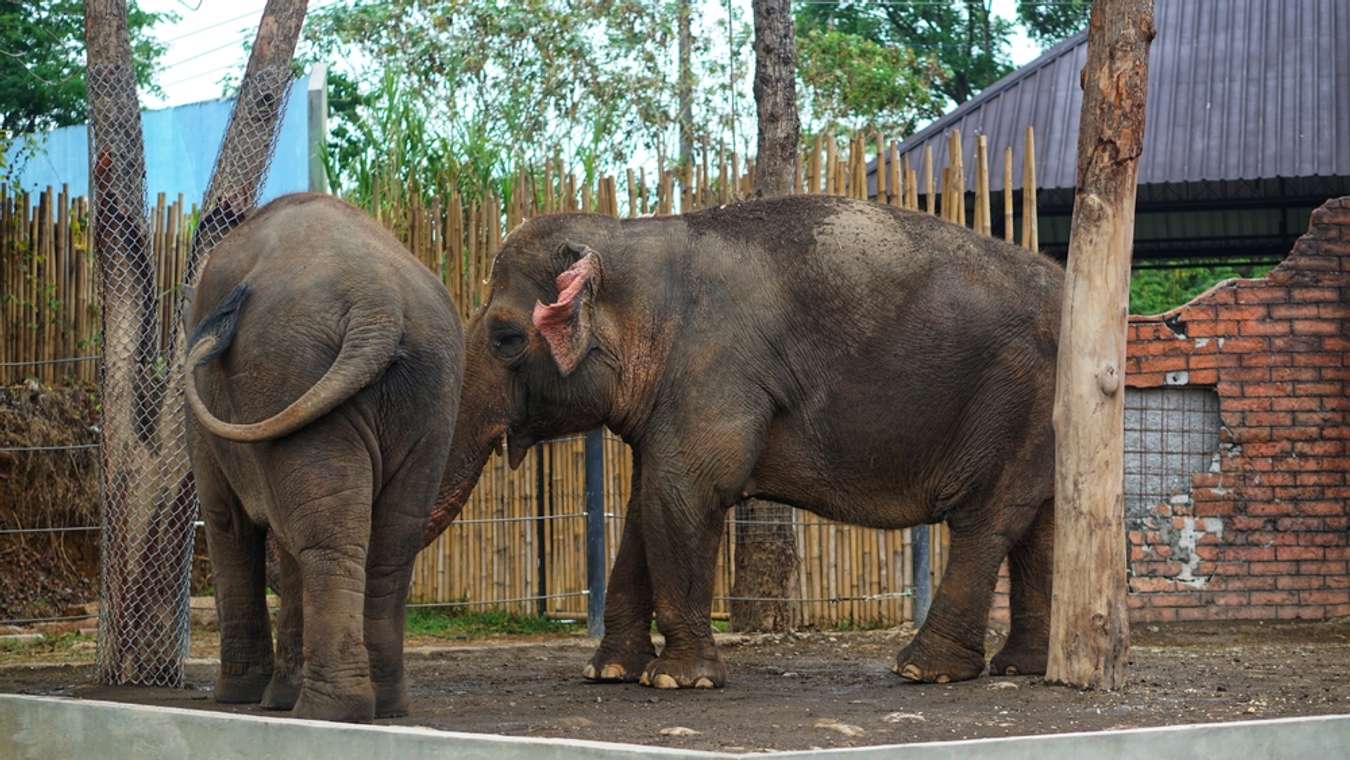 Gajah di Taman Safari Solo