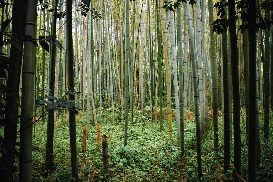 Hutan Bambu Bekasi