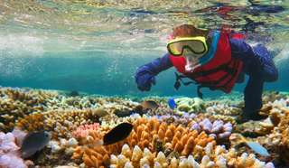 Panduan Snorkeling di Great Barrier Reef yang Lengkap untuk Pemula di 2026, Mas Bellboy