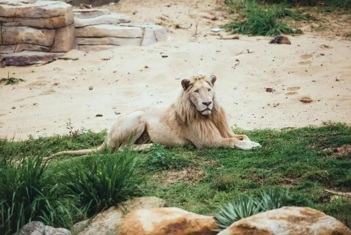 Sư tử tại River Safari Nam Hội An