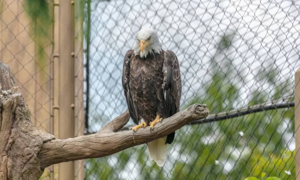 động vật tại vườn thú Melaka Zoo