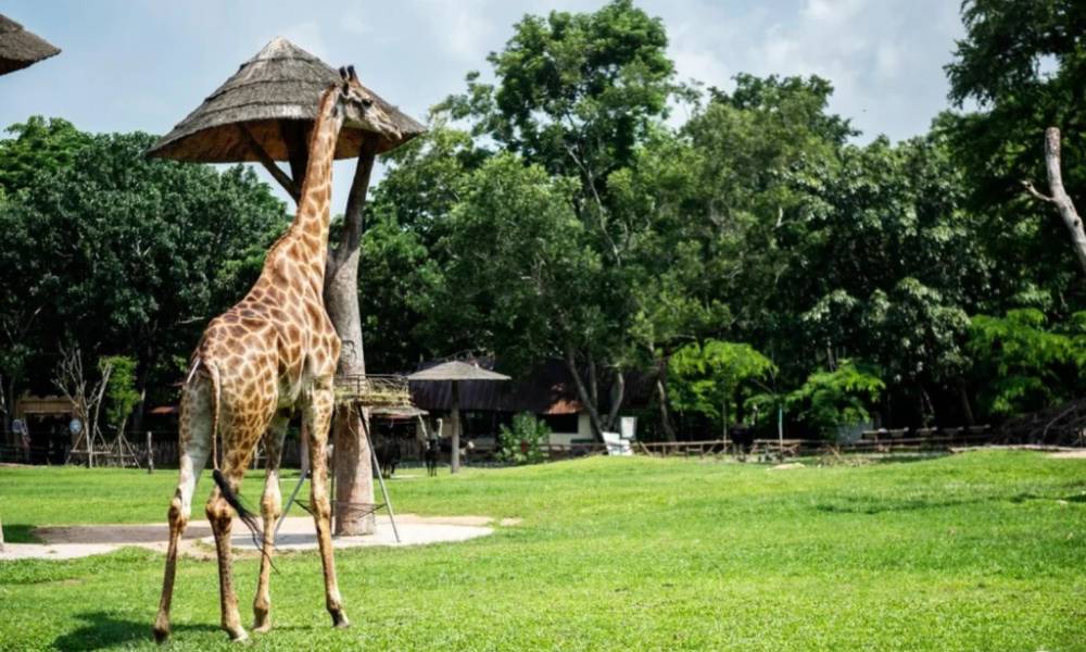 vườn thú Melaka Zoo