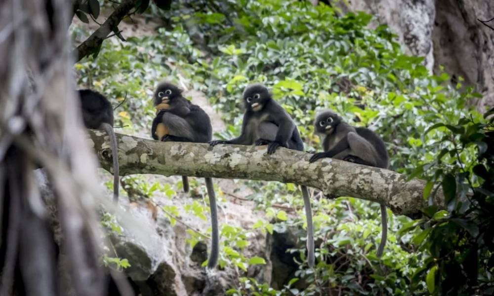 vườn thú Melaka Zoo