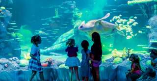 Thuỷ cung SEA LIFE Sydney Aquarium có gì đặc biệt?, Sói