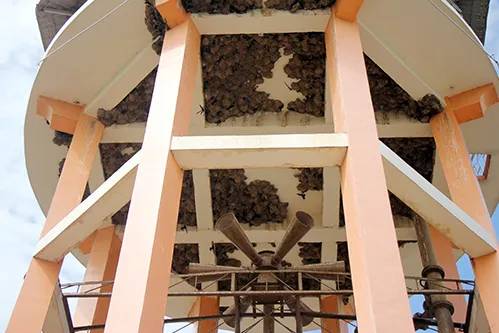 Tổ chim én tại Nhà Tròn