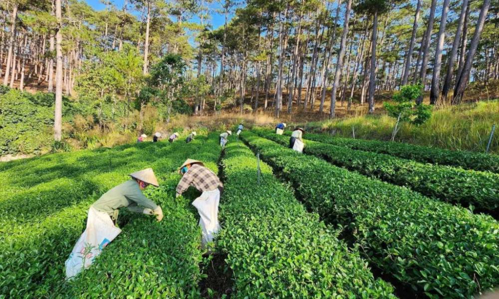 vườn chè tại Bảo tàng trà Long Đỉnh 