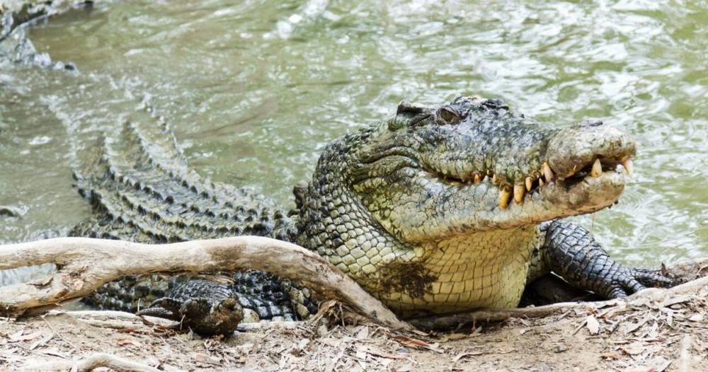 Siêu Nhân Bắn Cá Sấu - Huyền Thoại Hay Trò Đùa?