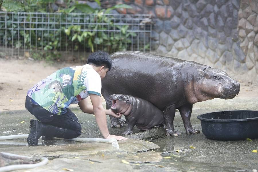 Moo Deng tại Khao Kheow Open Zoo
