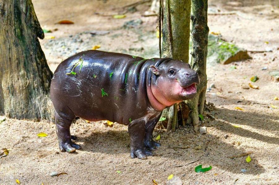 Moo Deng tại vườn thú Khao Kheow