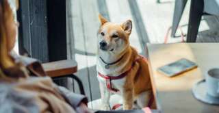 12 Best Animal Cafes in Osaka Worth to Visit, 8 min read