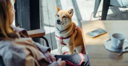 Top 8 Pet Friendly Outdoor Restaurants in Singapore