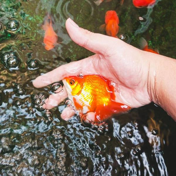 trò chơi vây lưới bắt cá