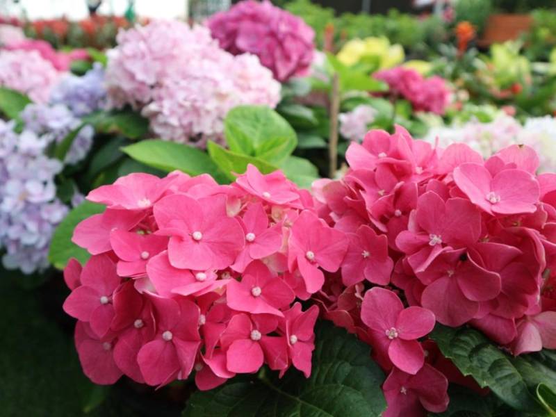 Flower Land Pattaya