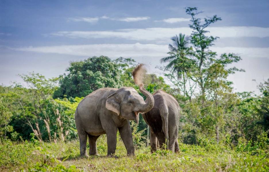 Phuket Elephant Sanctuary