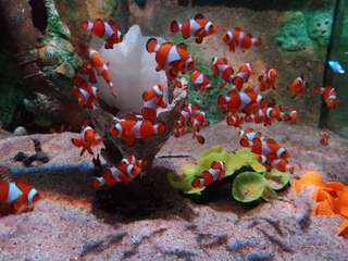 A Guide to Enjoy Aquarium Penang: Explore The Sea in The City!, Traveloka MY