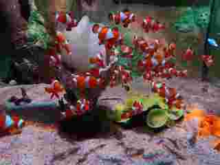 A Guide to Enjoy Aquarium Penang: Explore The Sea in The City!, Traveloka MY