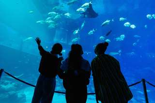A Complete Guide to Enjoy S.E.A Aquarium: Visit with Fun!, Traveloka MY