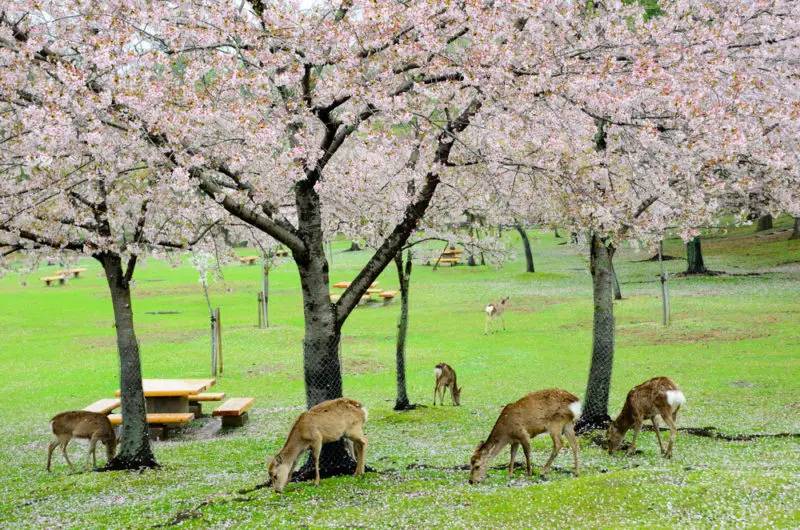  Nara Park