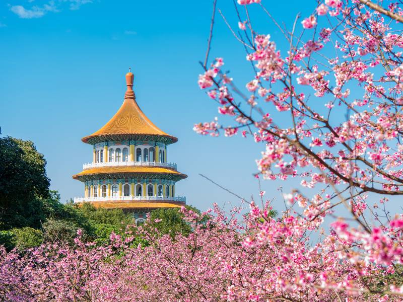 Lịch ngắm hoa anh đào Đài Loan | mùa hoa anh đào đài loan | du lịch Đài Loan mùa hoa anh đào