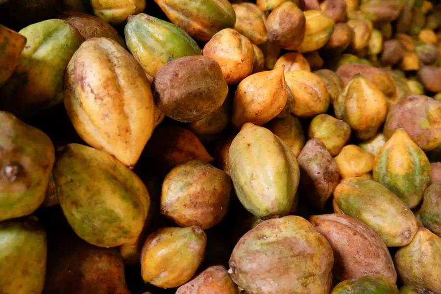 Carica oleh-oleh khas Wonosobo