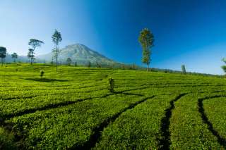 Apa Itu Agrowisata: Pengertian, Manfaat & Rekomendasi Destinasi di Indonesia, Travel Bestie