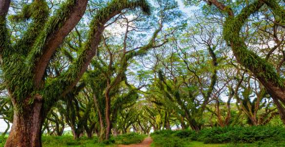 De Djawatan Banyuwangi: Destinasi Wisata Hutan Bak Dunia Fantasi