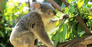 Mengenal Koala, Hewan Khas Australia yang Menggemaskan, Xperience Team