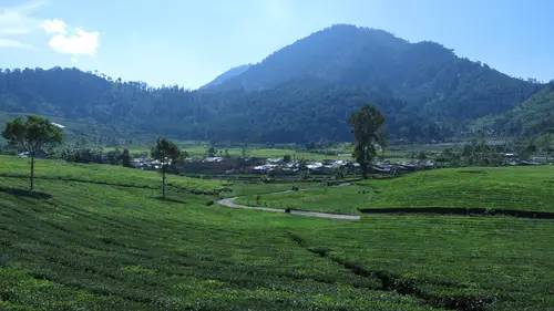 Fakta Menarik Taman Nasional Gunung Leuser