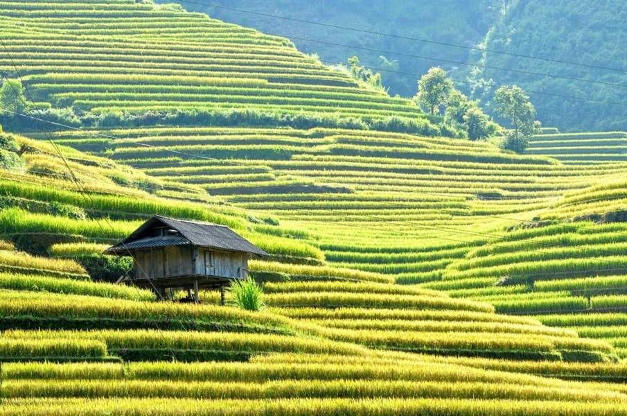 Mù Cang Chải là địa điểm du lịch cho cặp đôi gần Hà Nội với những thửa ruộng bậc thang lãng mạn