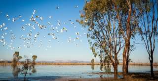 Kenali Wisata Fauna Australia yang Beragam, Xperience Team