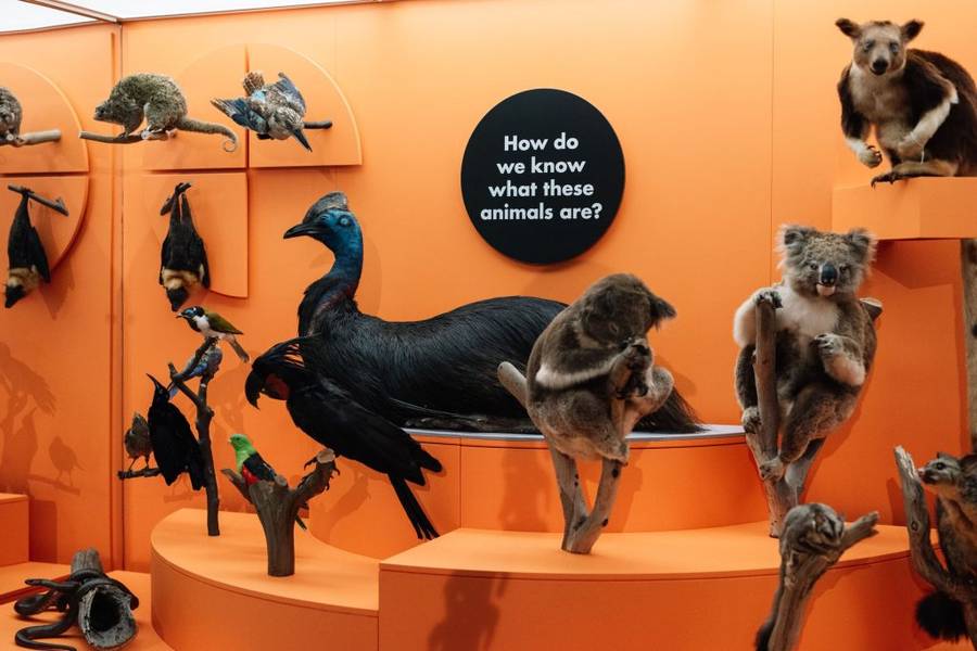 Khu vực trưng bày hiện vật độc đáo bên trong triển lãm Research Institute Gallery tại Melbourne Museum 