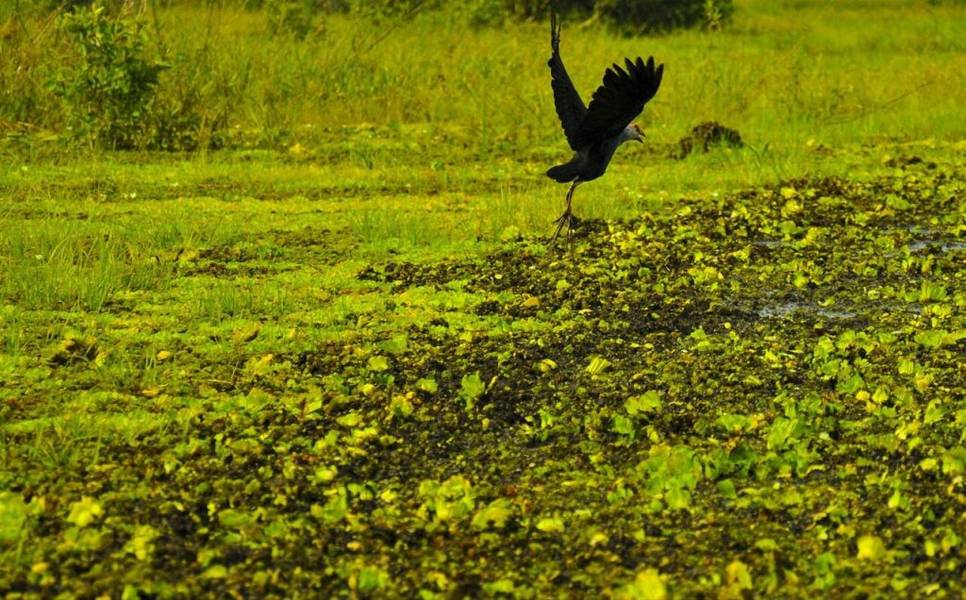 Vườn quốc gia U Minh Thượng