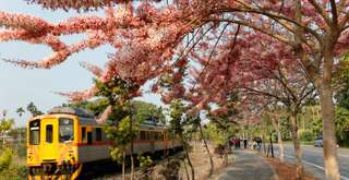Tempat Terbaik untuk Melihat Sakura di Taiwan yang Wajib Dikunjungi, Xperience Team