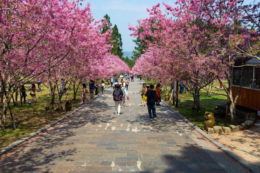 tháng 3 có bao nhiêu ngày và địa điểm ngắm hoa anh đào tại Đài Loan