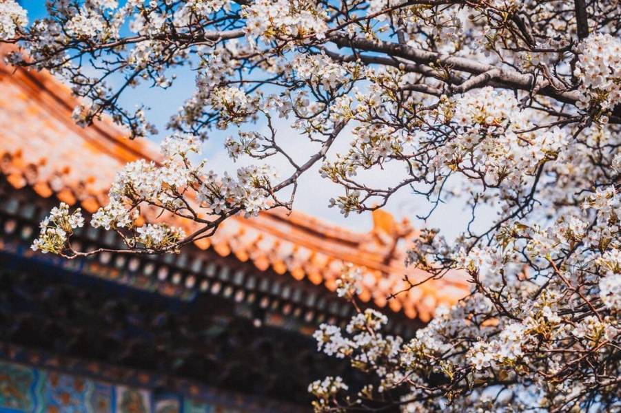 tháng 3 có bao nhiêu ngày và địa điểm ngắm được hoa anh đào tại Trung Quốc