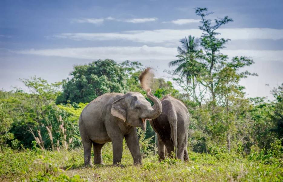 Cagar Alam Gajah Phuket