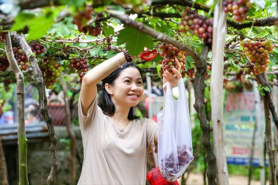Vườn nho Ba Mọi là địa điểm du lịch Phan Rang dành cho những ai yêu thích du lịch nông nghiệp và văn hoá địa phương