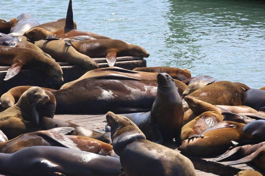 PIER 39 là địa điểm du lịch San Francisco với cầu tàu sôi động và hải cẩu