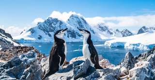 Fakta-Fakta Unik Pinguin, Si Burung yang Tak Bisa Terbang!, Xperience Team