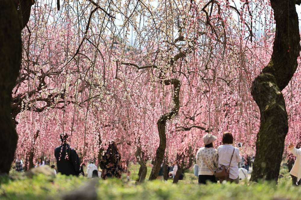 Plum Blossom Japan 2026: Best Viewing Spots, Hotels, and Travel Tips