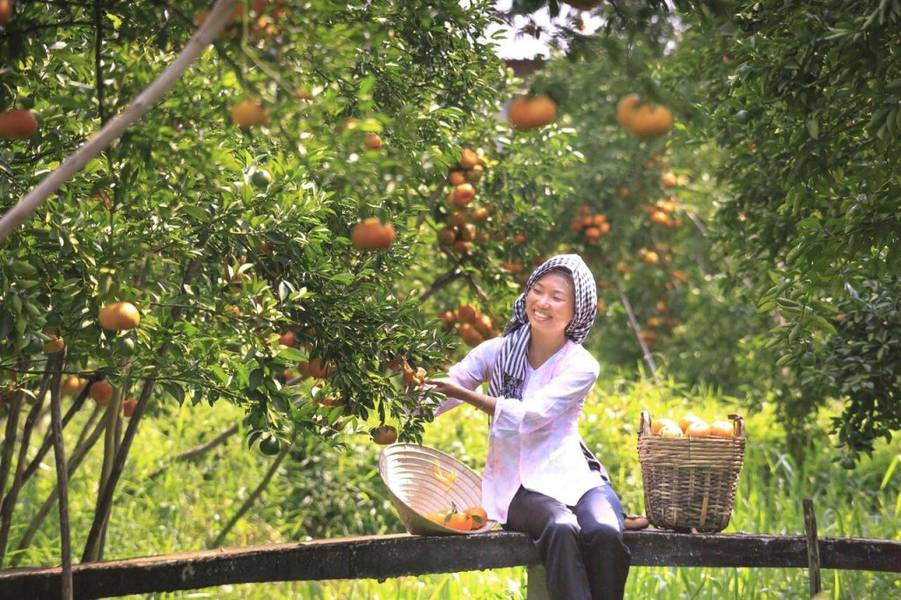 Du khách được trải nghiệm hái trái cây và thưởng thức tại vườn tại Cù Lao An Bình