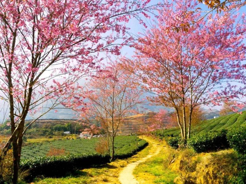 Đồi chè Ô Quy Hồ rực rỡ với hoa đào nở rộ