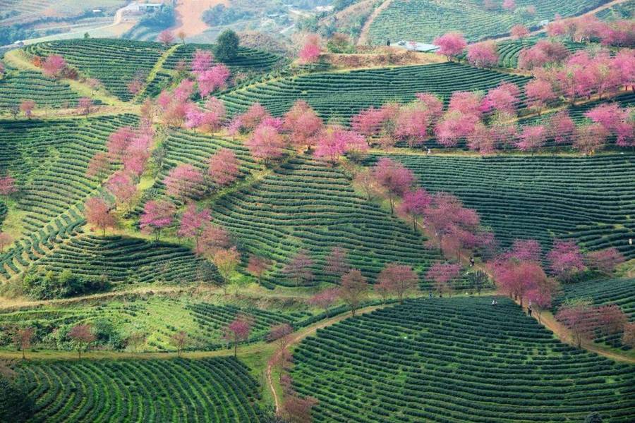 Hoa đào trên đồi chè Ô Quy Hồ thường nở vào dịp cuối năm