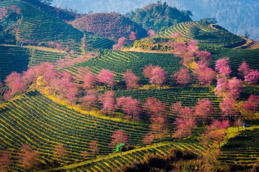 Hoa anh đào nở rộ xen kẽ với màu xanh mát của lá chè tại đồi chè Ô Quy Hồ