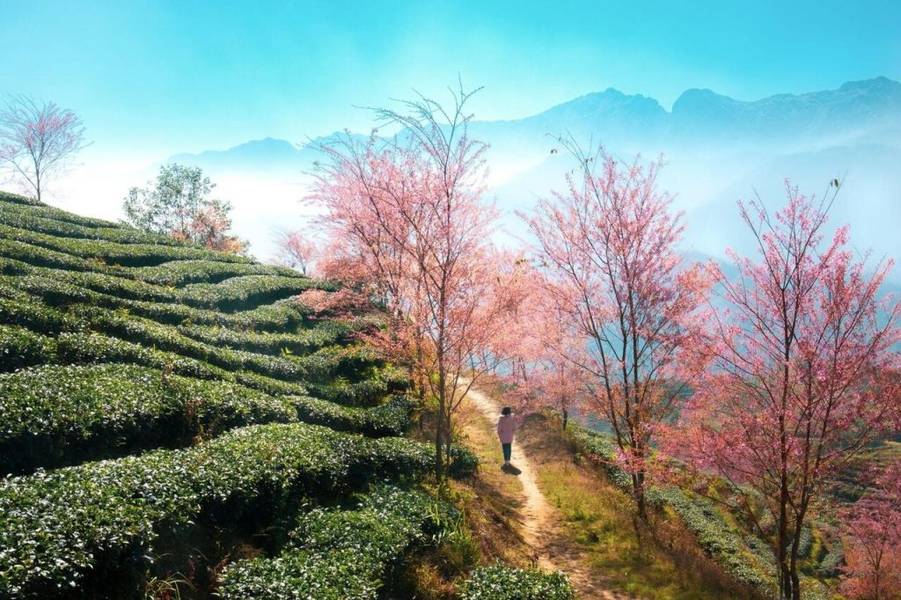 Dạo bước ở đồi chè Ô Quy Hồ mang đến cho du khách cảm giác thư thái, bình yên