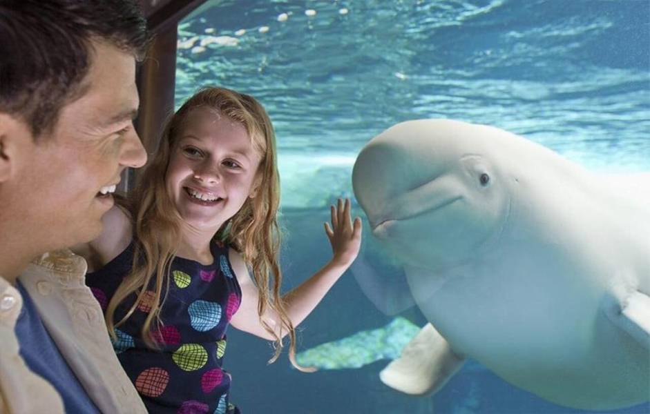 Seaworld San Diego là địa điểm du lịch Mỹ nổi tiếng với nhiều loài sinh vật biển