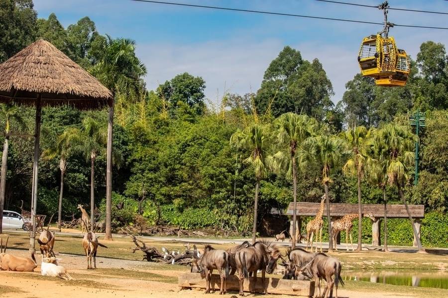 Chimelong Safari Park là địa điểm du lịch Quảng Đông mang đến cho du khách trải nghiệm quan sát các loài thú hoang dã ở cự ly cực gần